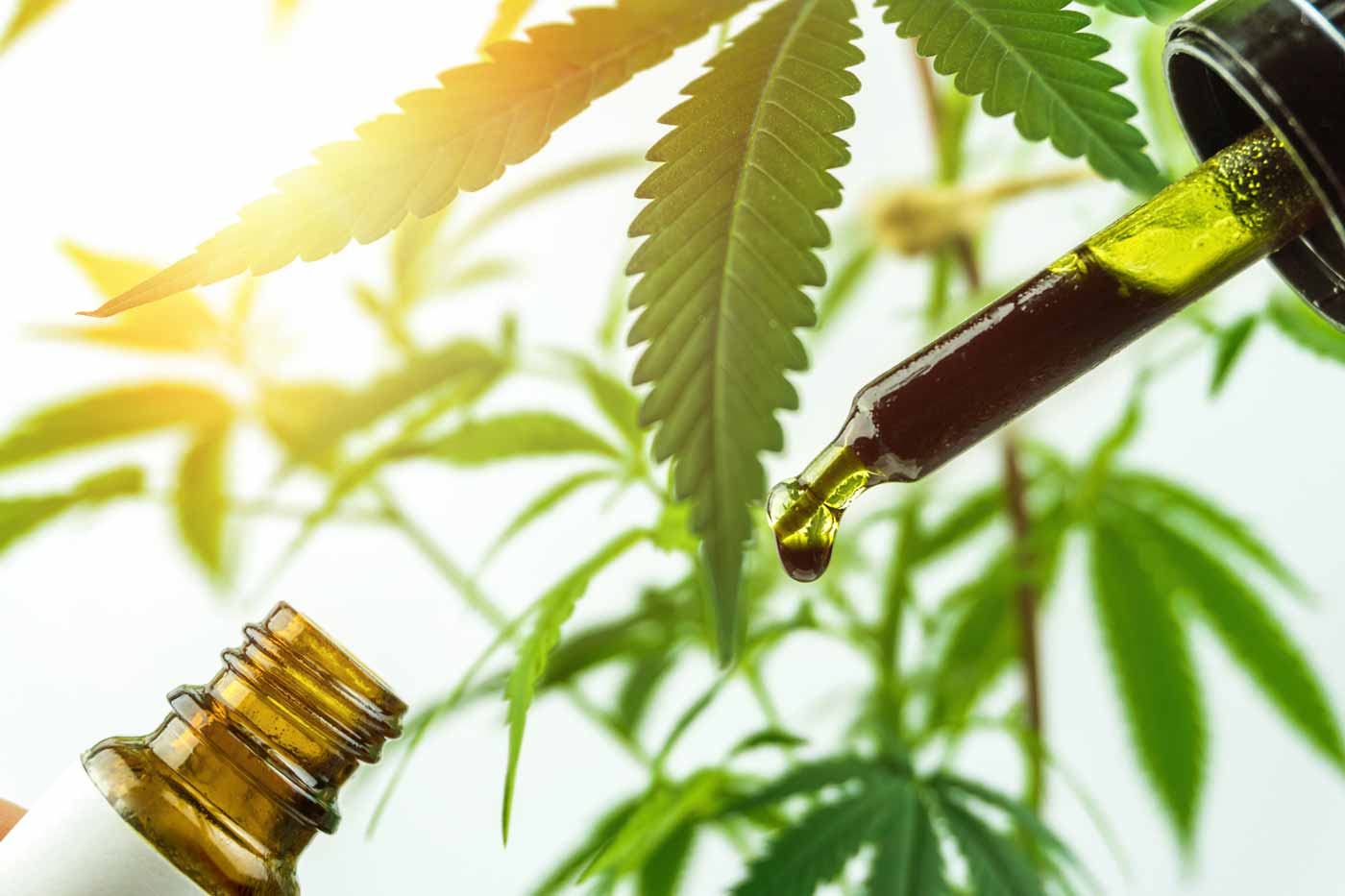 Full Spectrum CBD Oil in Ireland with Full Circle Hemp